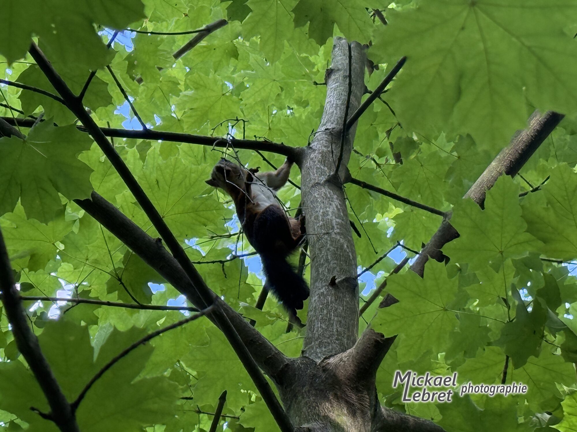 Un habitant discret de la carrière