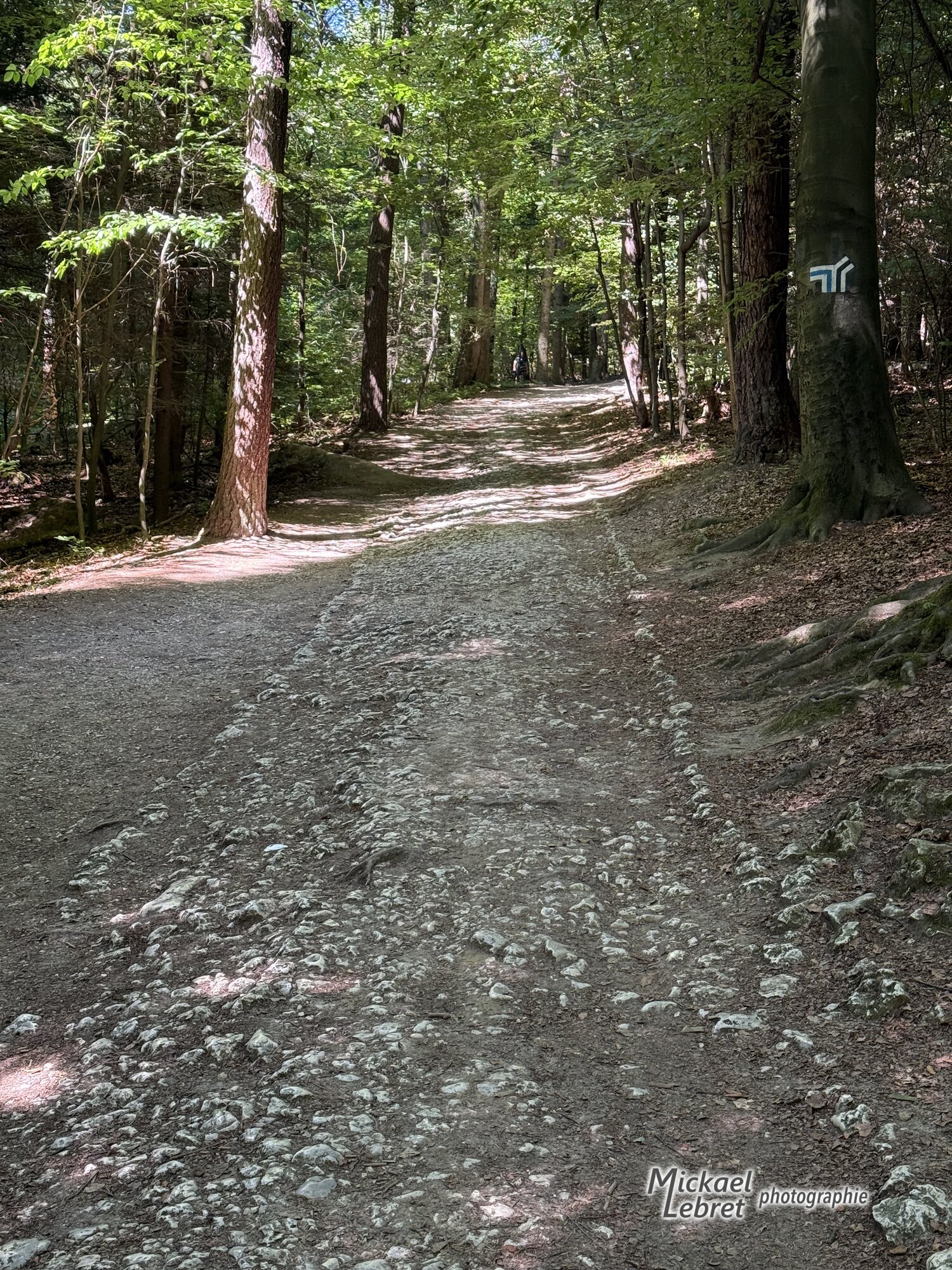 Le large chemin caillouteux qui monte vers la Jaskinia Łokietka
