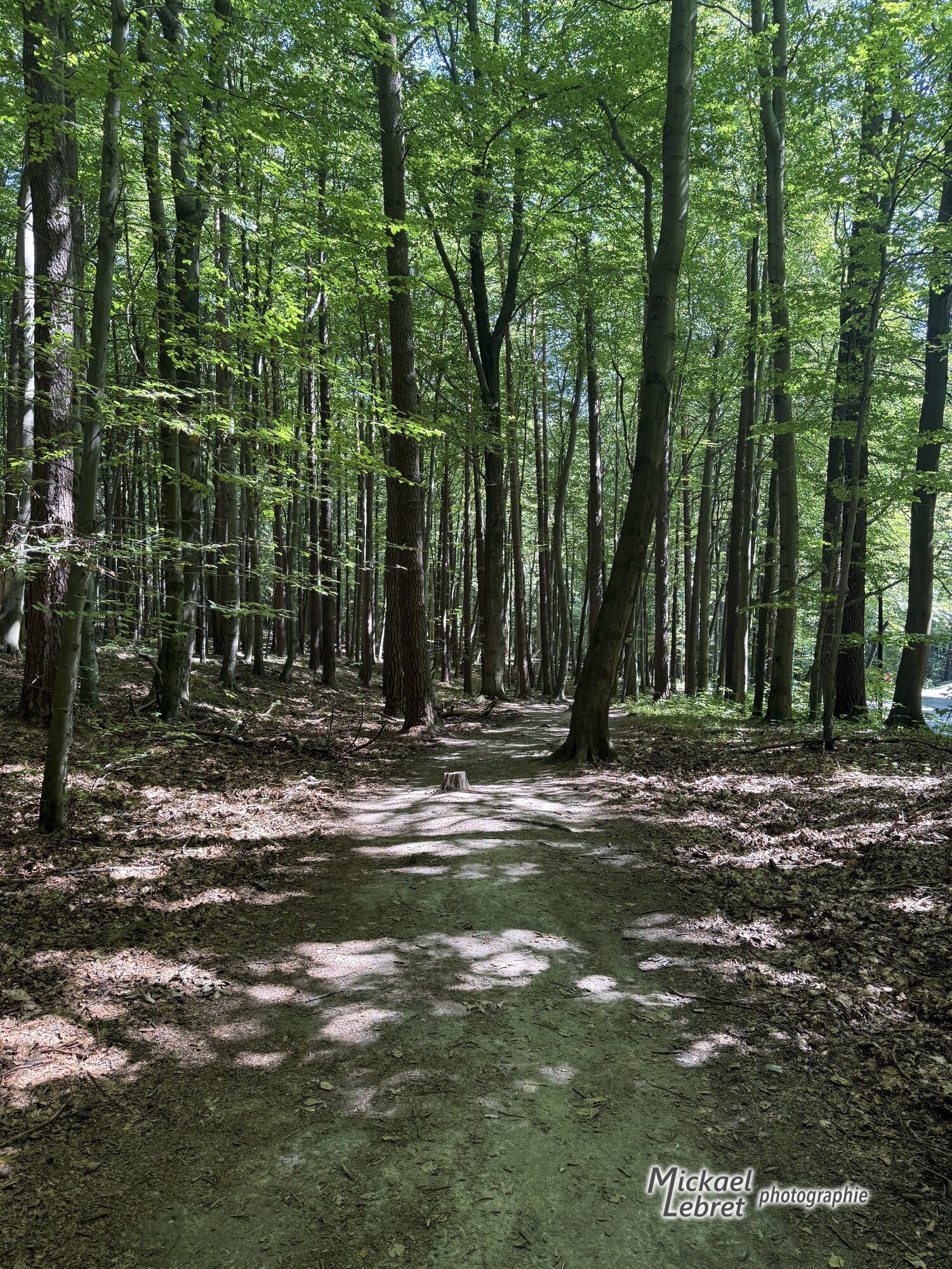 Le sentier en balcon au-dessus de la Route Ojcowska, au départ de la boucle
