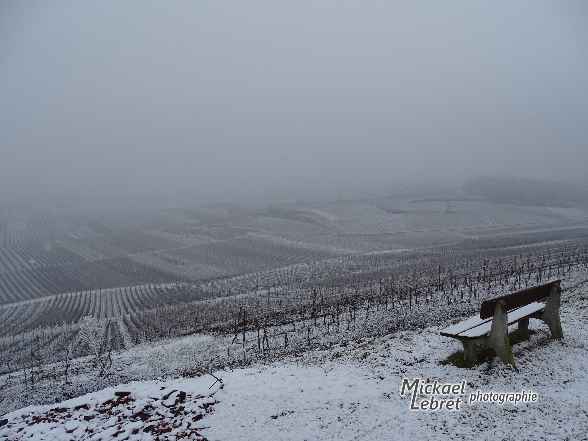 Le vignoble sous la neige et le brouillard, en février 2017