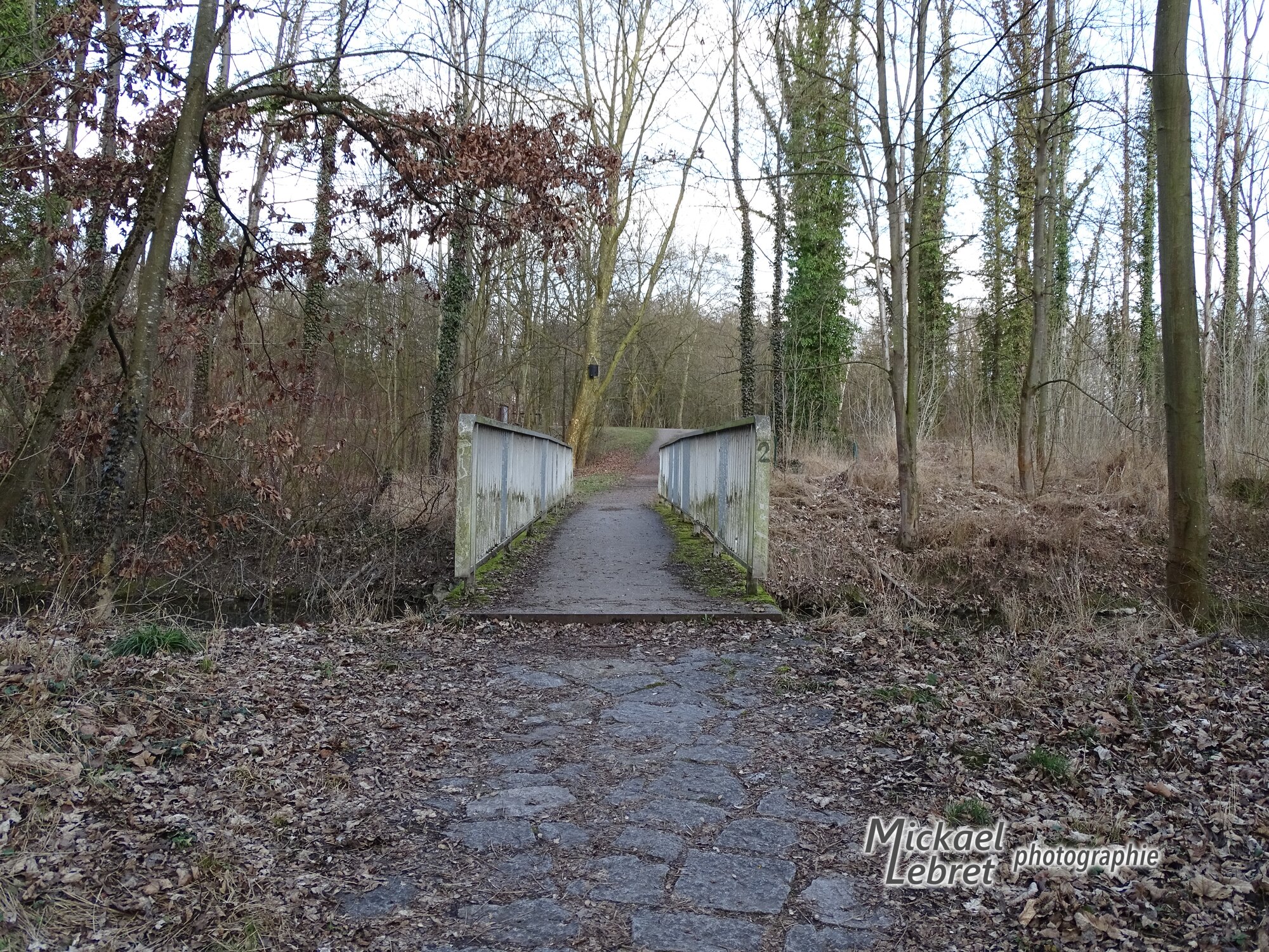 Une passerelle dans la forêt de Sasbach, en mars 2017