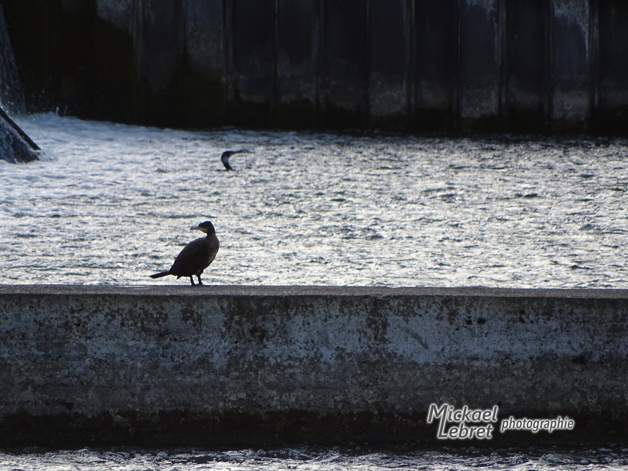 Un cormoran sur le muret du seuil