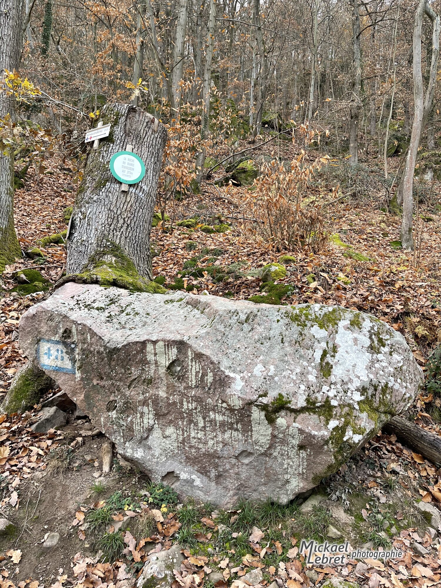 Le Teufelstein, la pierre du diable, enlacé par les racines