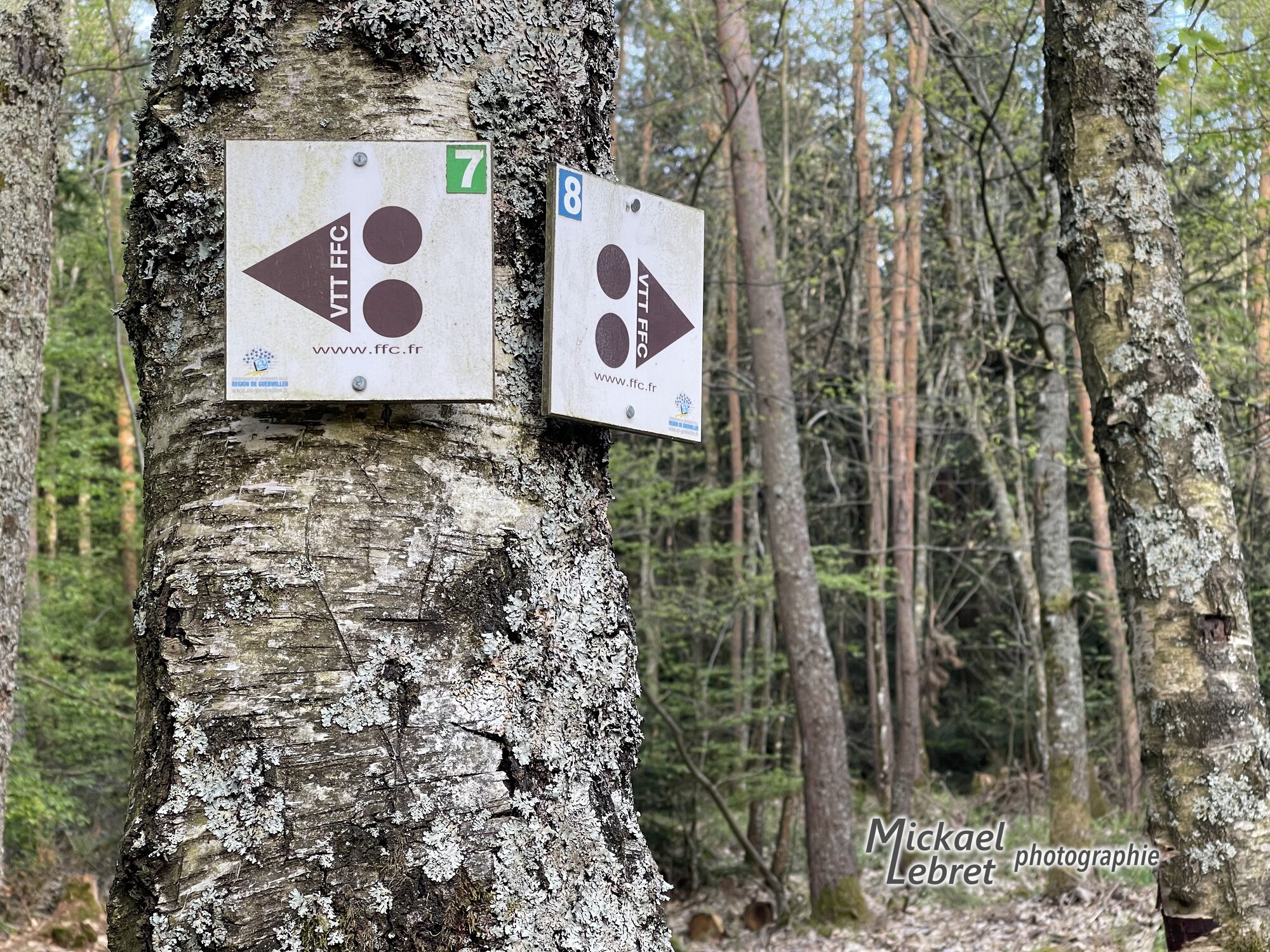 Les balises VTT FFC des circuits 7 et 8 sur un bouleau du col