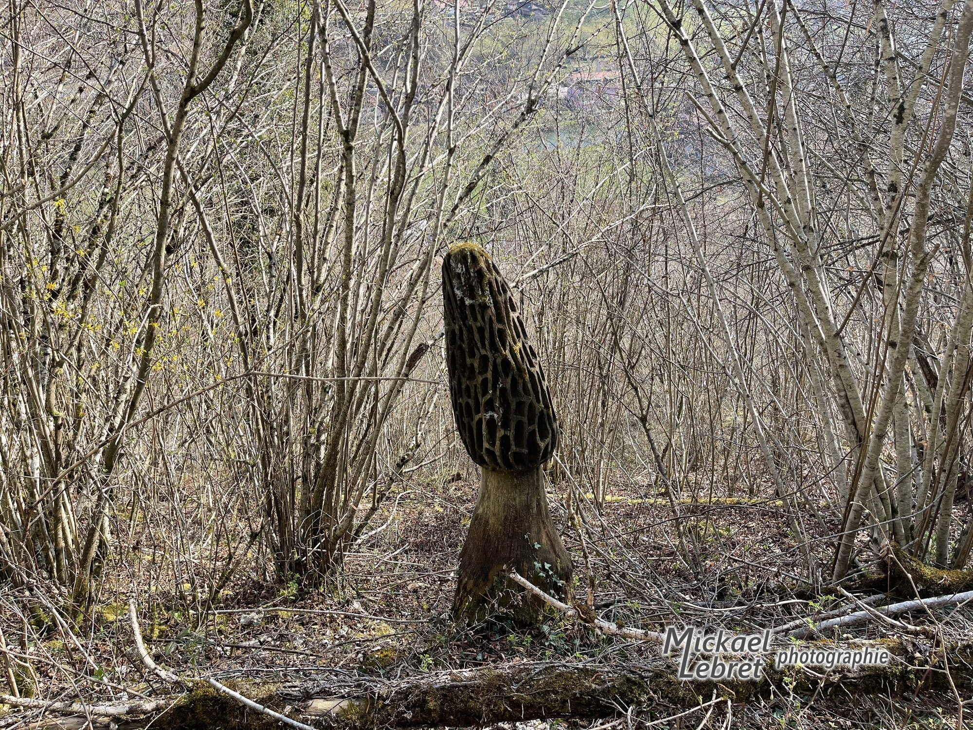 Une morille géante sculptée dans une souche, au bord du sentier
