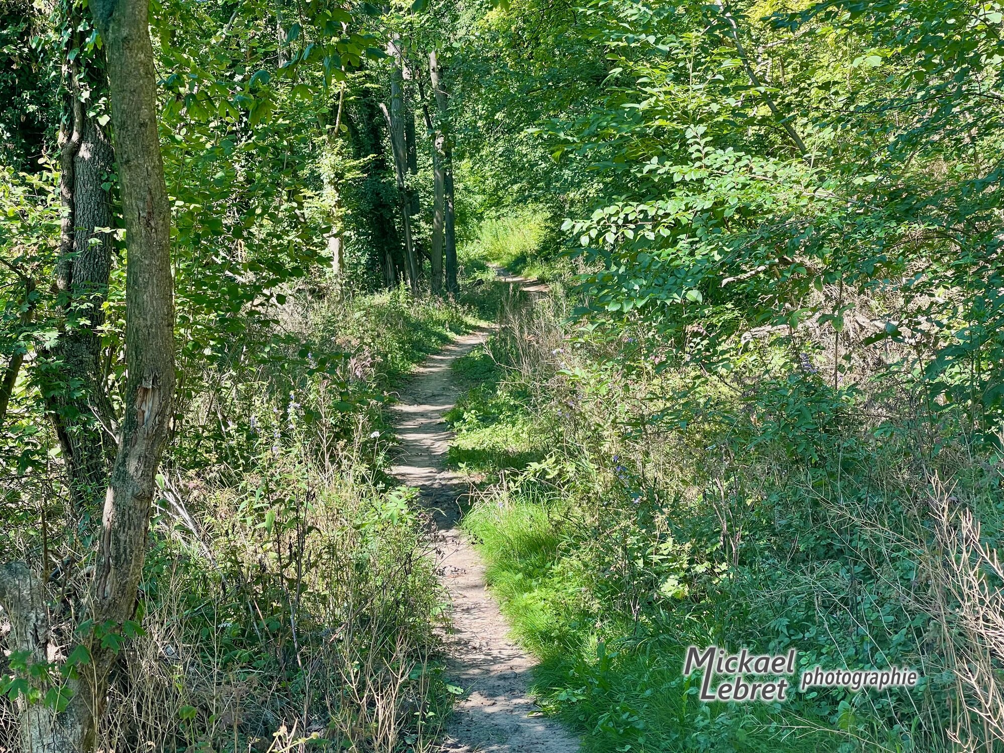 Sentier bordé de hautes herbes et de fleurs violettes