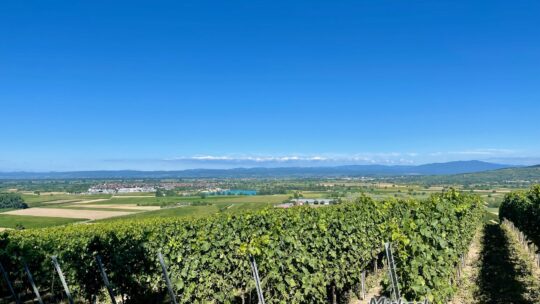 Le Limberg de Sasbach, entre ruines, vignes et bord du Rhin