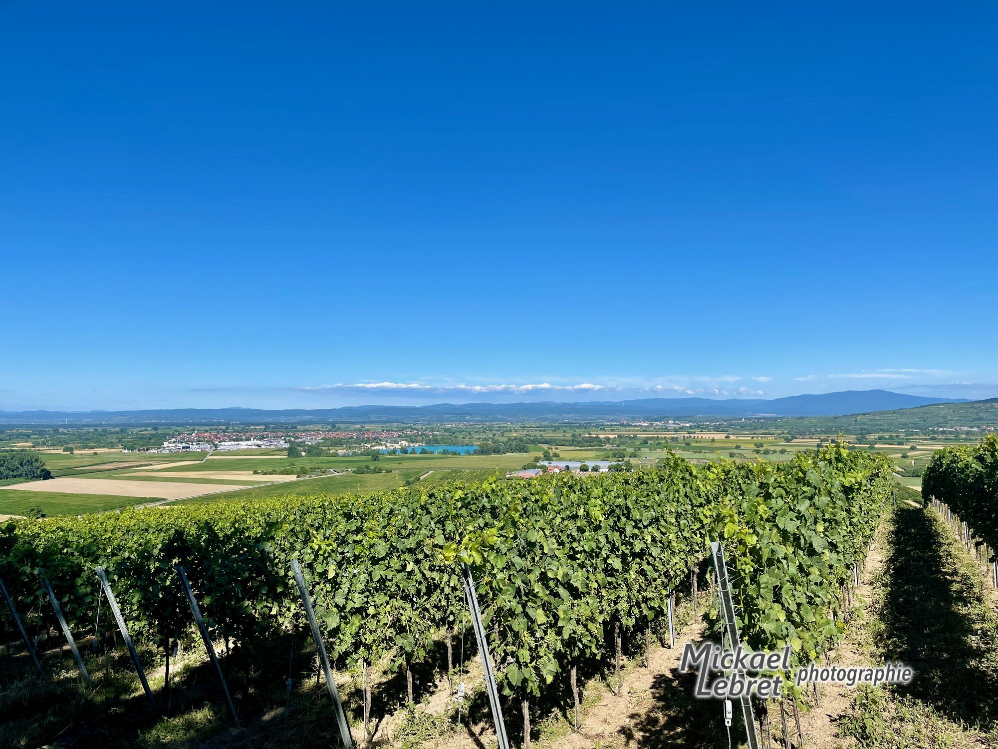 Depuis les vignes du Limberg, la plaine de Bade et la Forêt-Noire à l'horizon