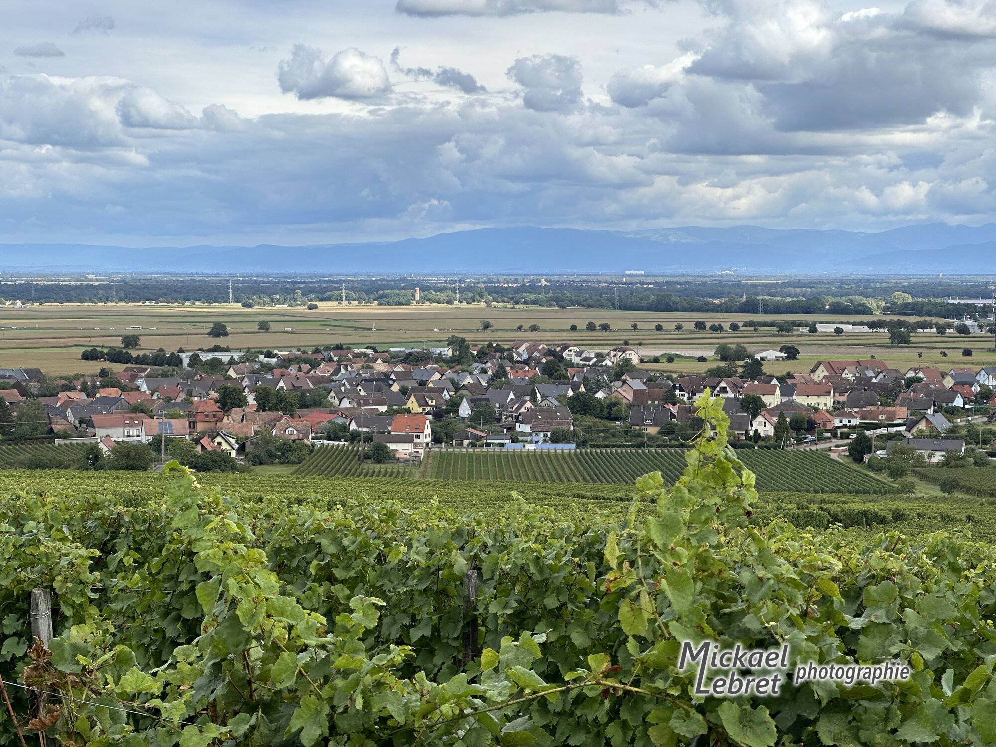 La vigne de mi-septembre juste avant les vendanges, un village du vignoble en contrebas et la Forêt-Noire à l'horizon