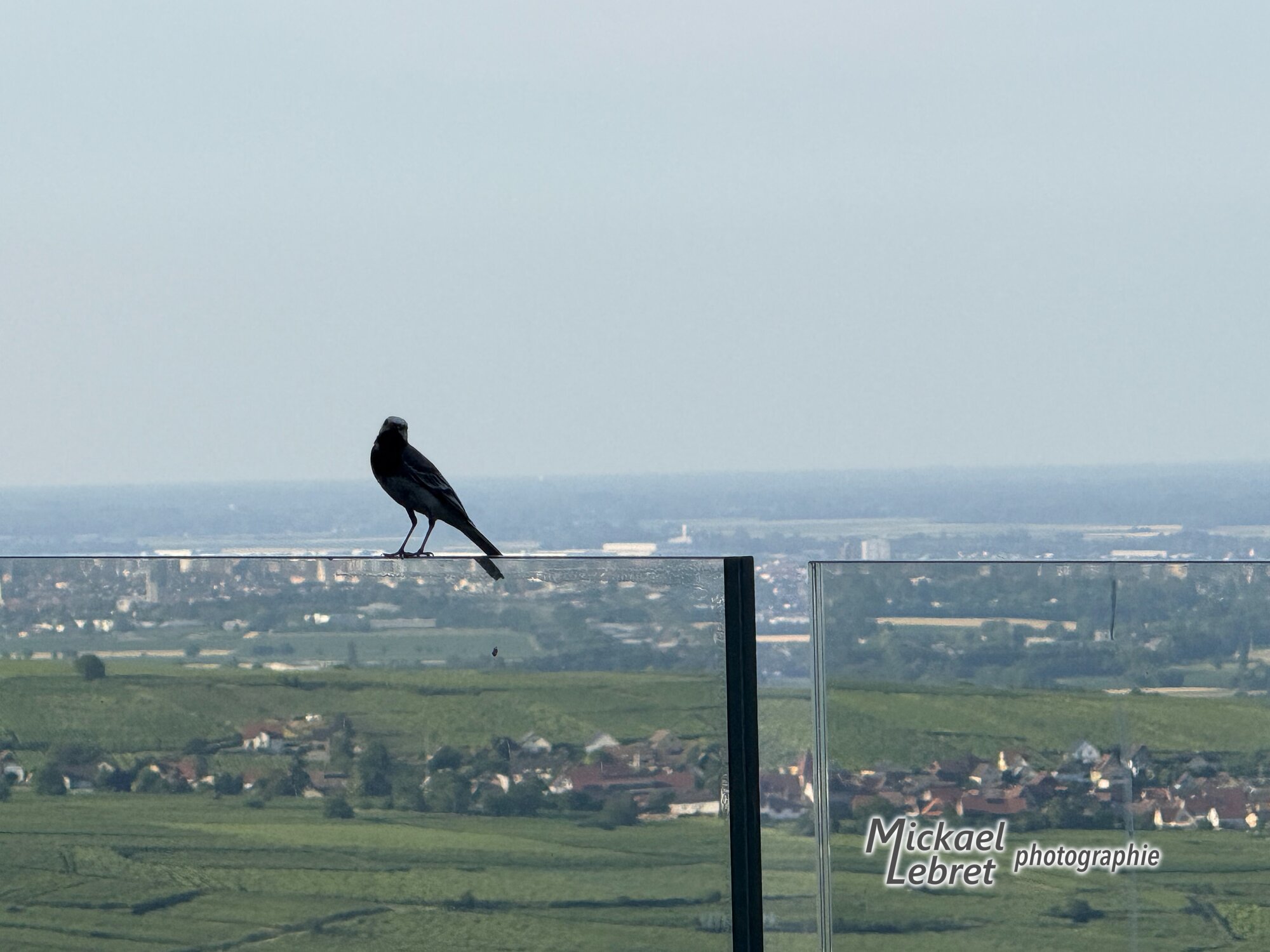Un oiseau, une bergeronnette grise peut-être, sur le garde-corps de la terrasse du Schauenberg lors d'un retour en juin 2025