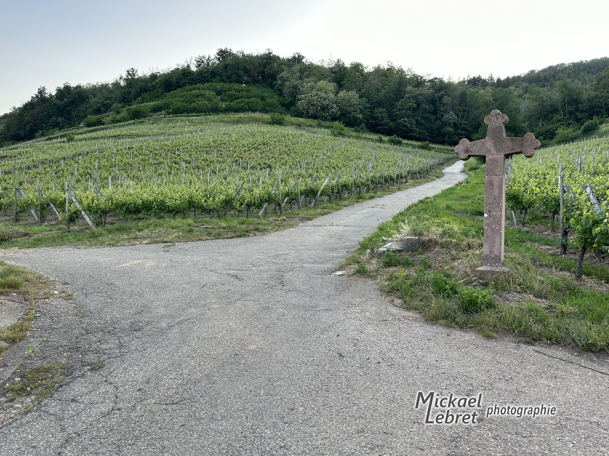 Une croix de chemin en grès rose à un carrefour des vignes, fin mai