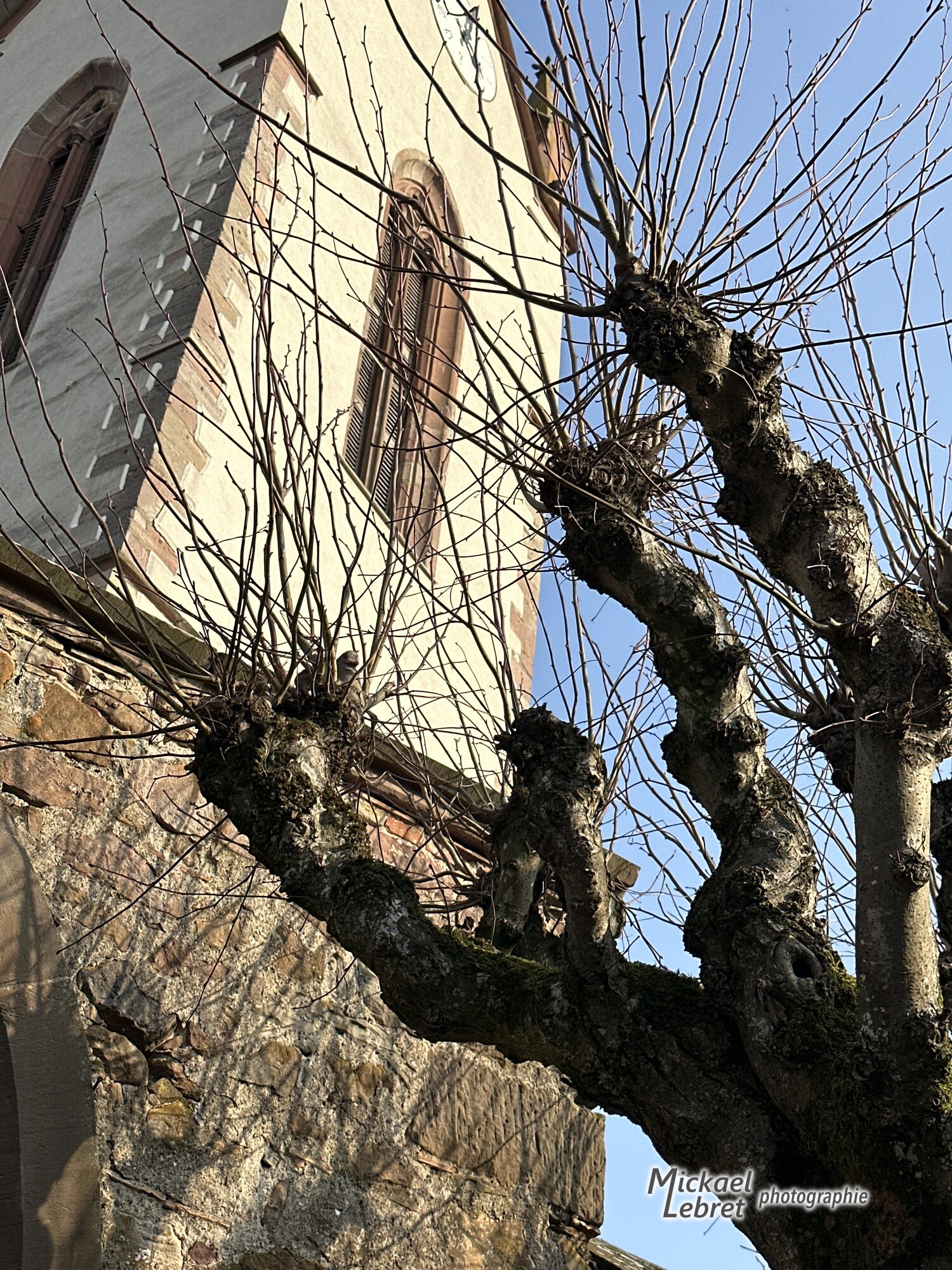 Un arbre taillé en têtard devant le clocher de Saint-Blaise