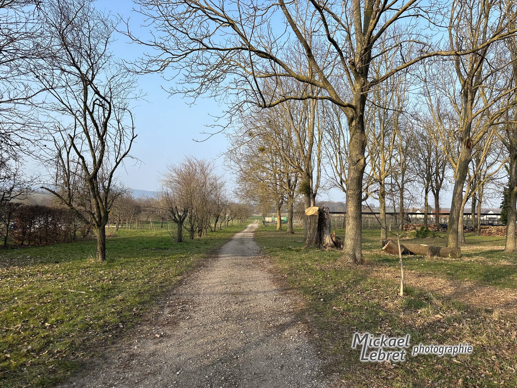 Une allée de grands arbres nus entre Bertschwiller et Berrwiller