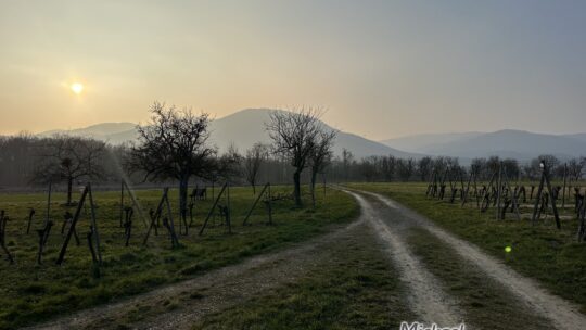 Hartmannswiller et Berrwiller, une boucle entre vignes, cigogne et pierres de château