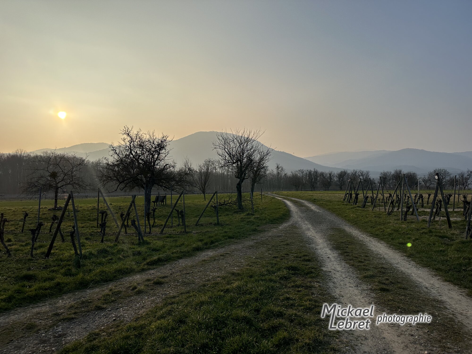 Les vignes au soleil déclinant, face au Vieil Armand