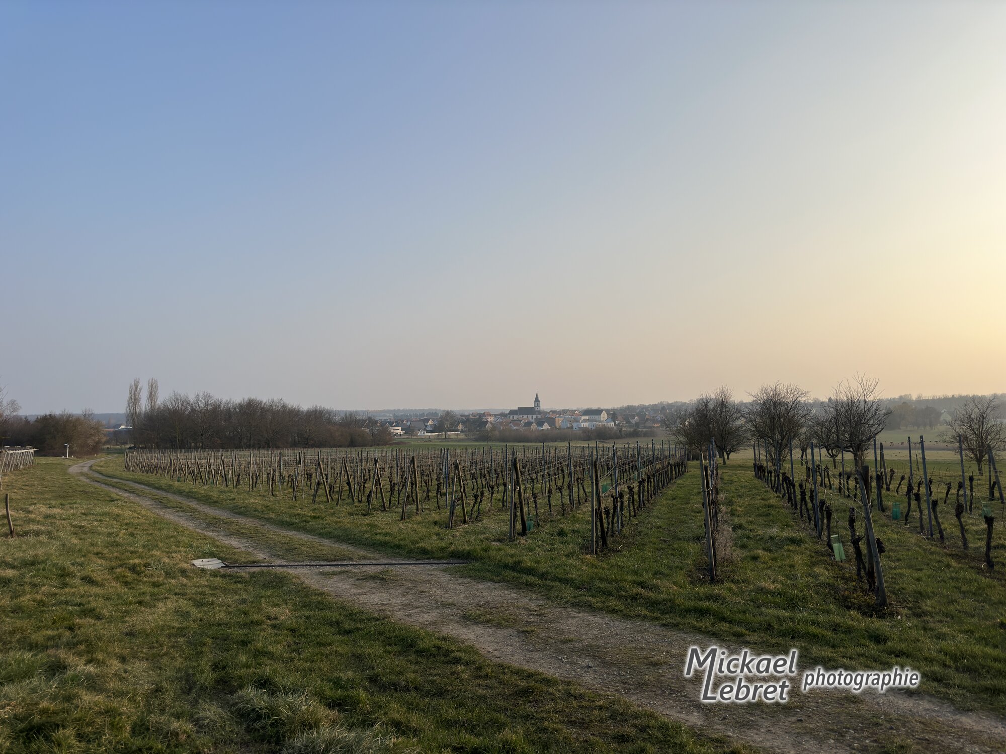 Berrwiller et le clocher de Sainte-Brigide au bout des rangs de vigne