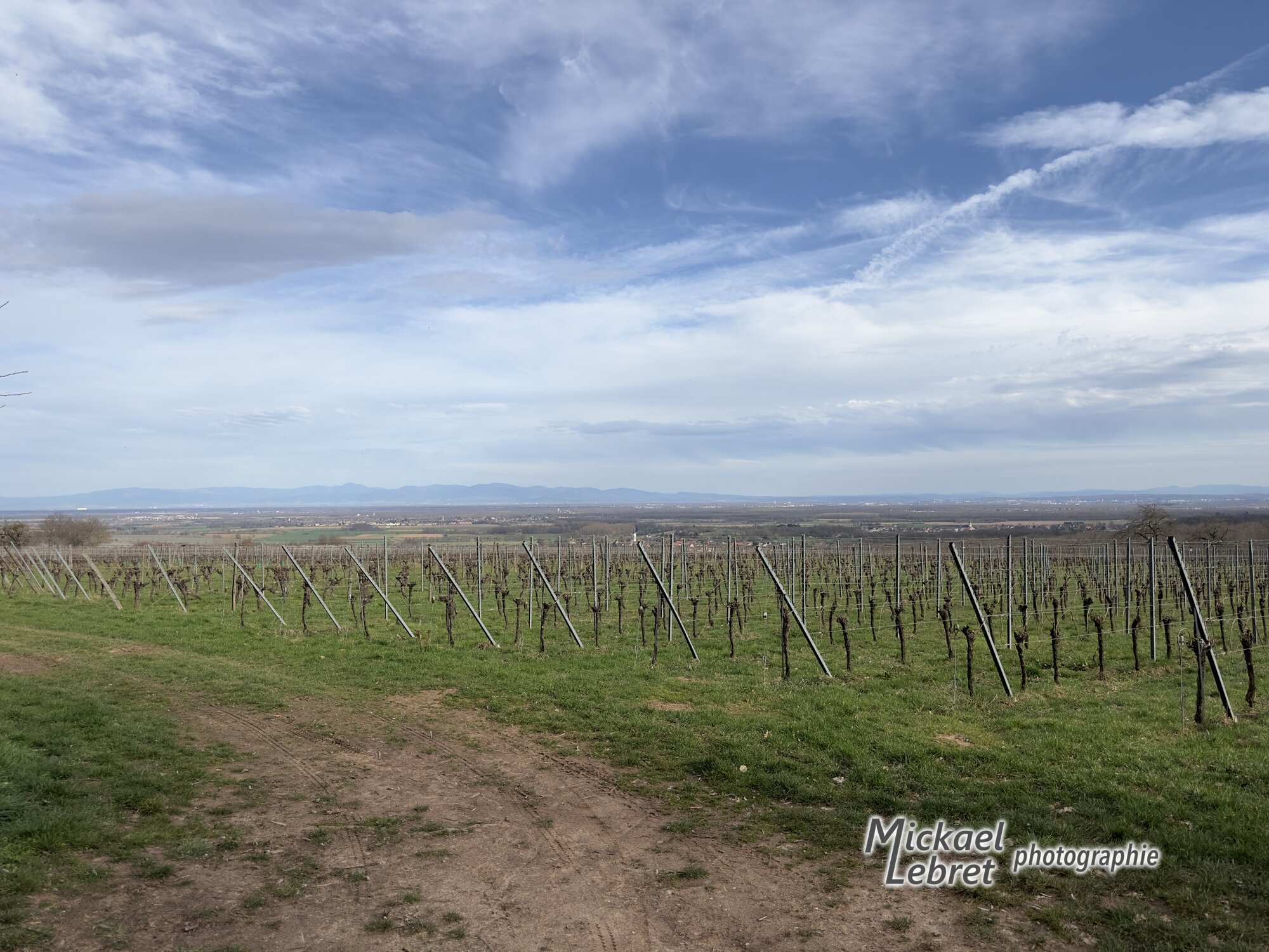 Les premiers rangs de vigne au sortir du bois
