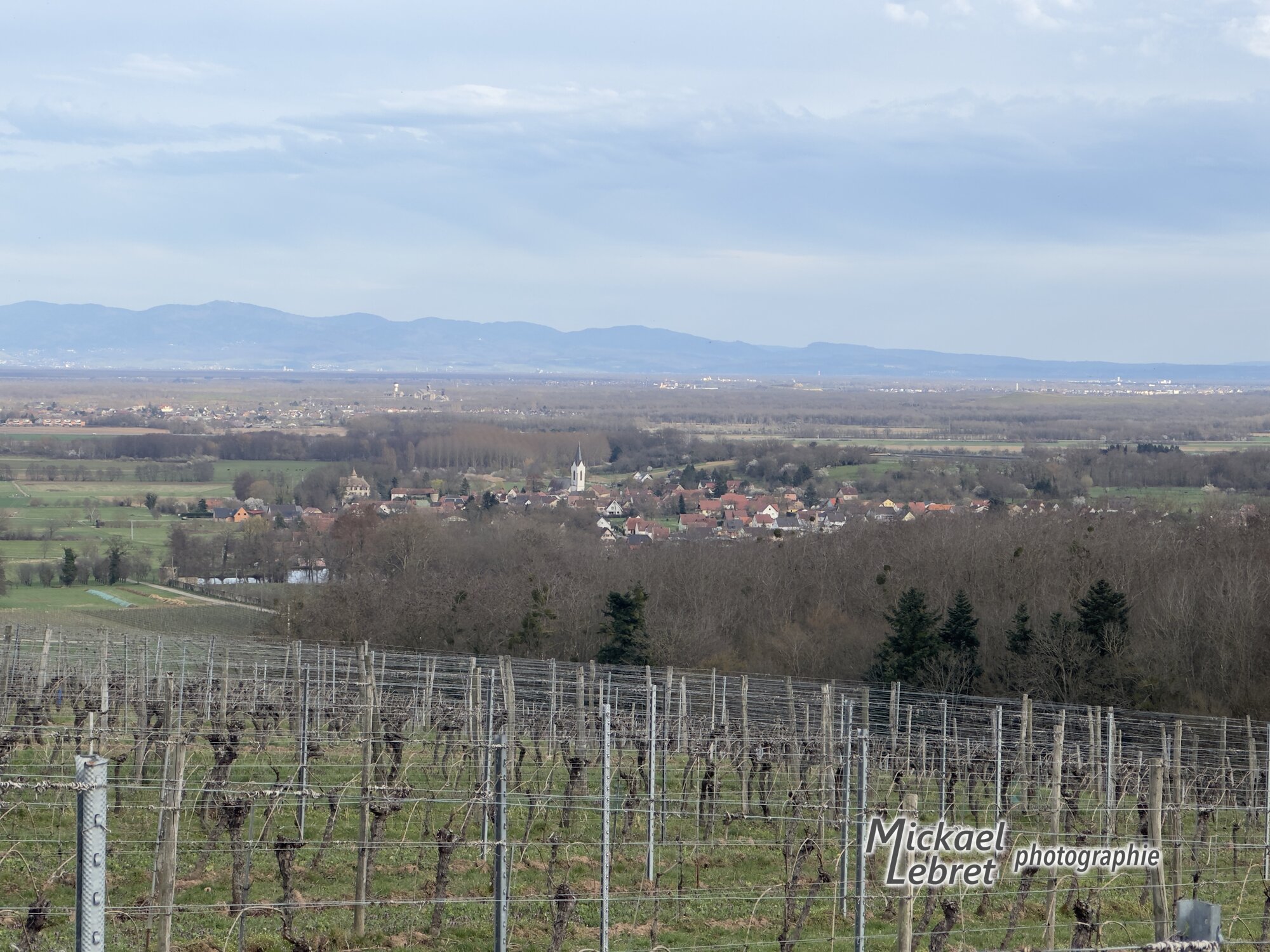 Hartmannswiller et son clocher au-dessus des vignes, la plaine et la Forêt-Noire au fond