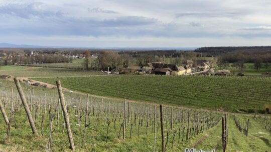 Wuenheim, une boucle dans les vignes du grand cru Ollwiller