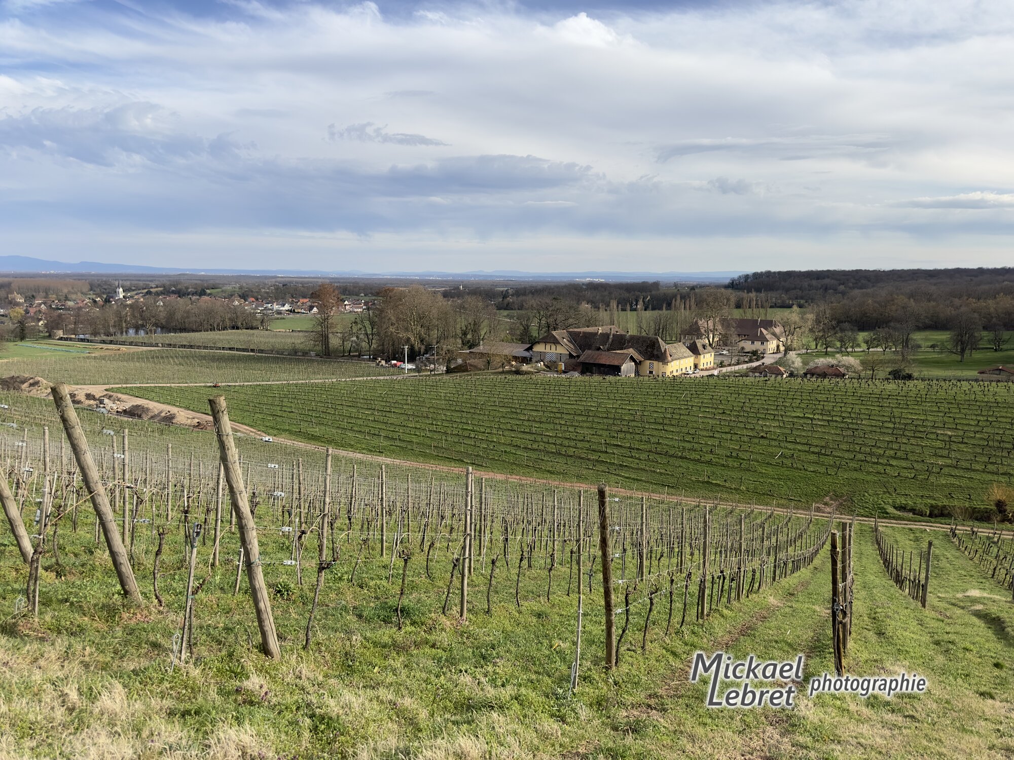 Les vignes descendent vers le domaine d'Ollwiller, Hartmannswiller à gauche
