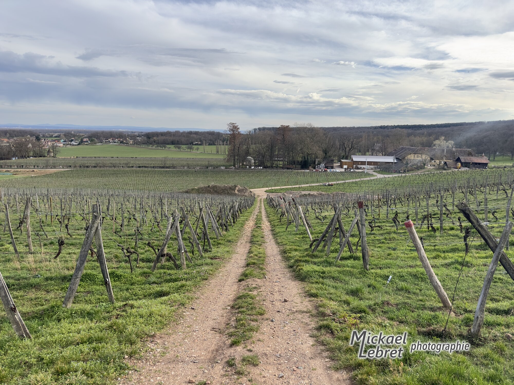 Le chemin à bande d'herbe qui file droit entre les vignes vers le domaine