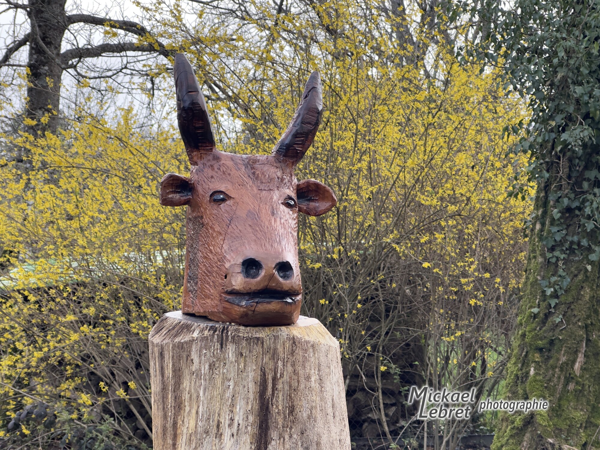 La tête de vache sculptée, devant un forsythia en fleur
