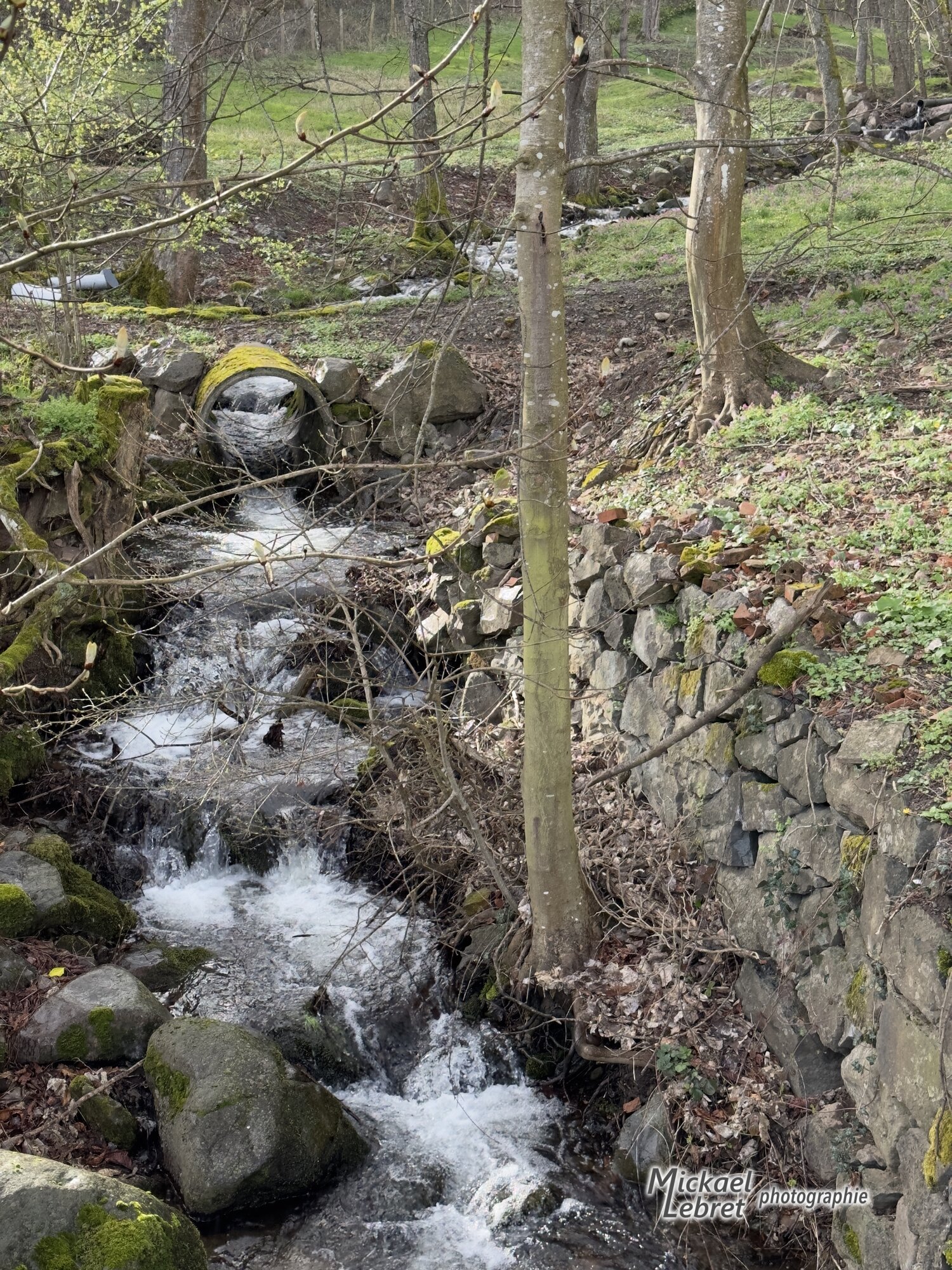 Le ruisseau dévale entre les rochers moussus, au pied d'un mur de pierres sèches