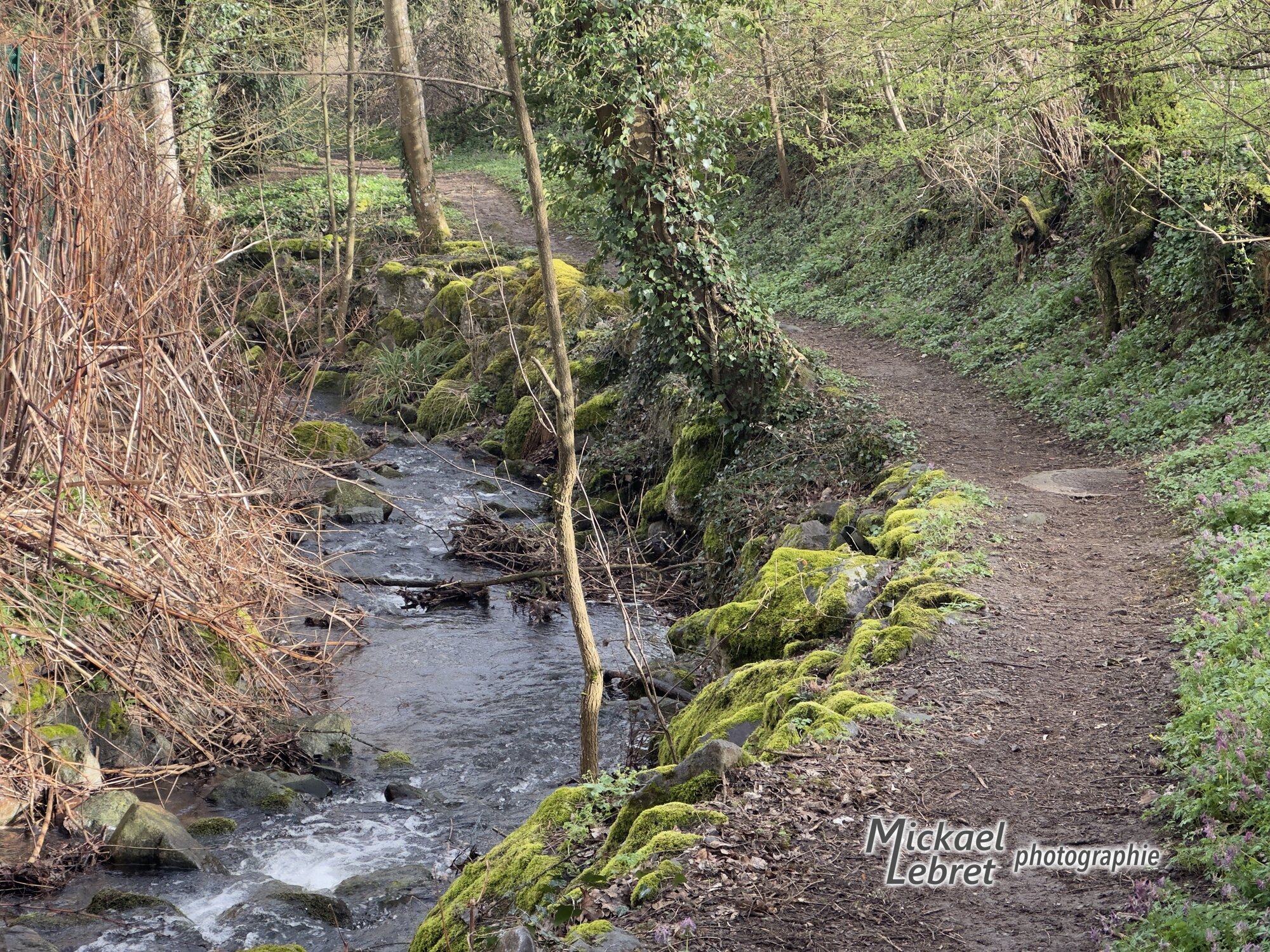 Le Stadt Weg longe le ruisseau, entre mousses et corydales en fleur
