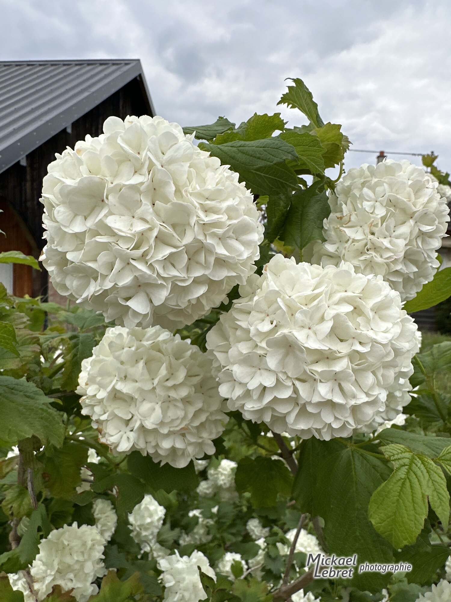 Viorne « boule de neige » en fleurs