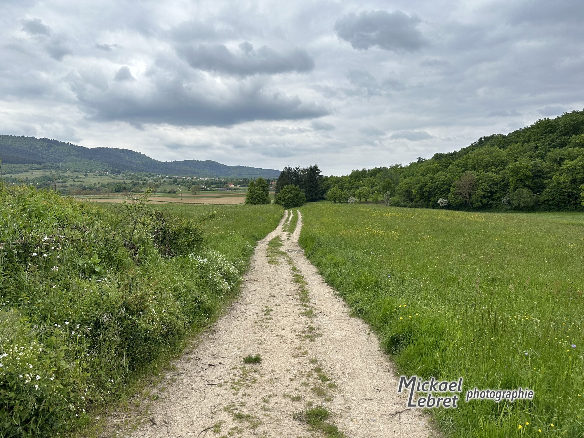 Chemin agricole entre deux prairies fleuries, vers la lisière de la forêt