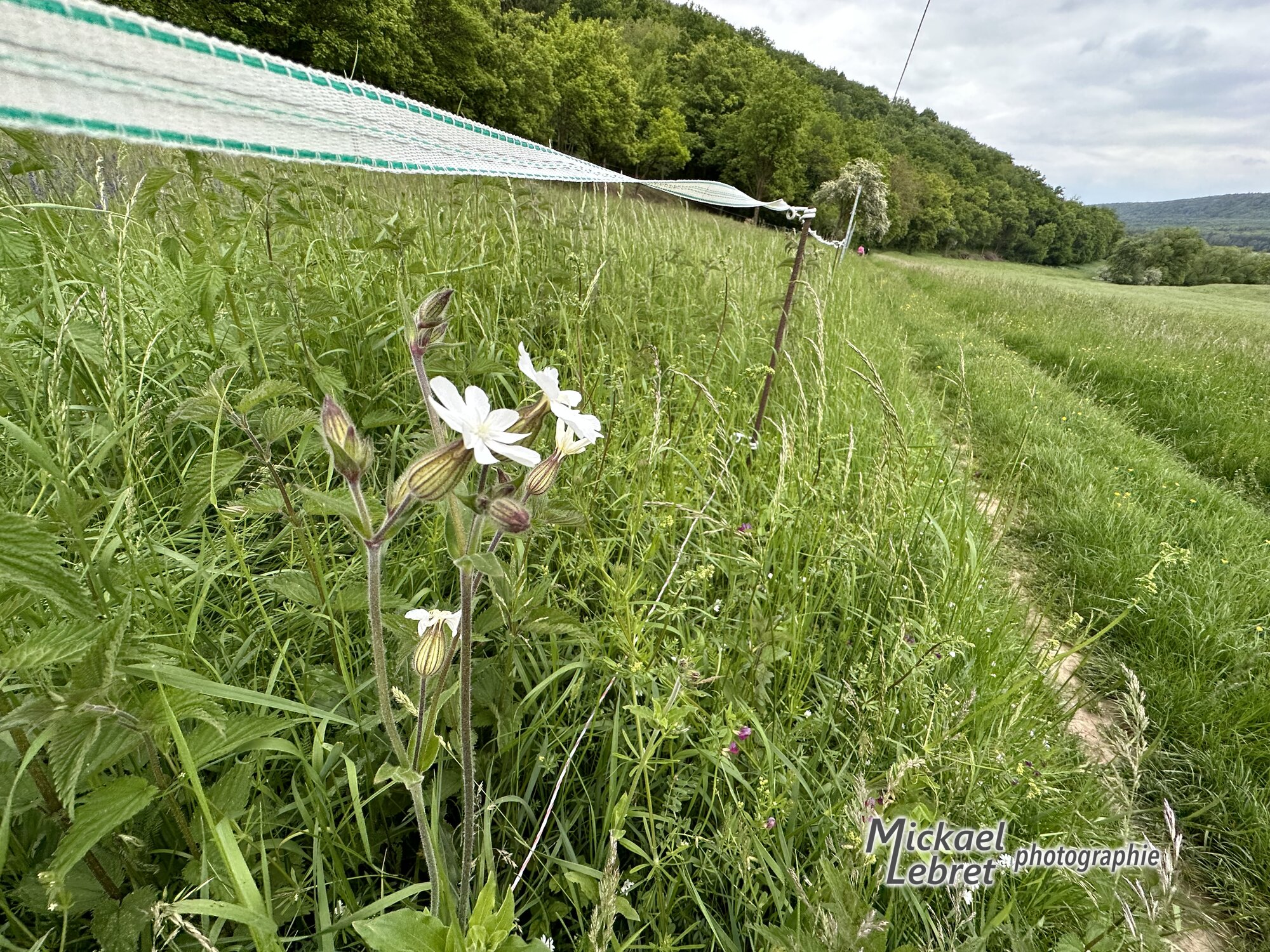 Compagnon blanc au bord d'une pâture