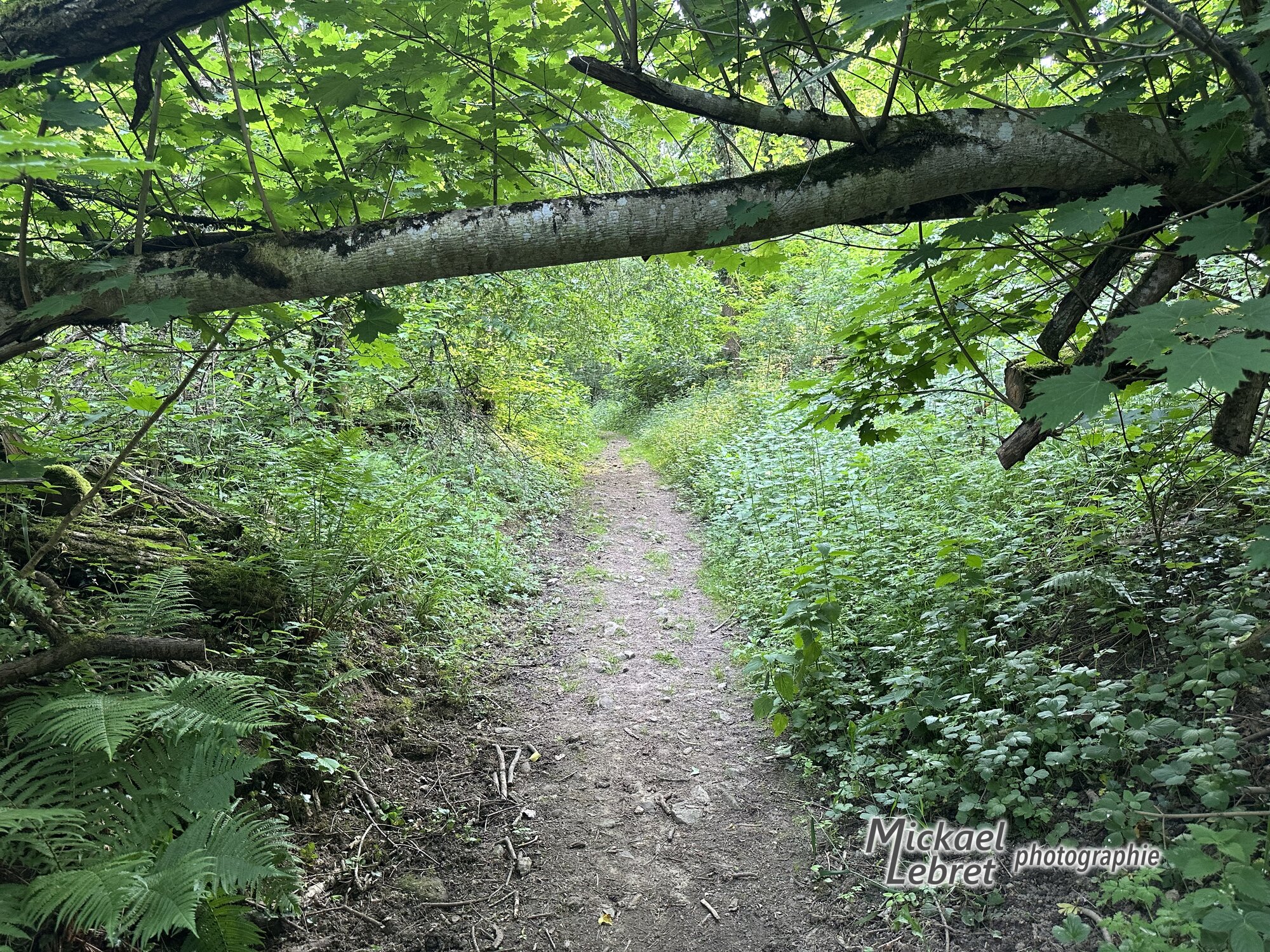 Le sentier en sous-bois, sous un tronc tombé en travers