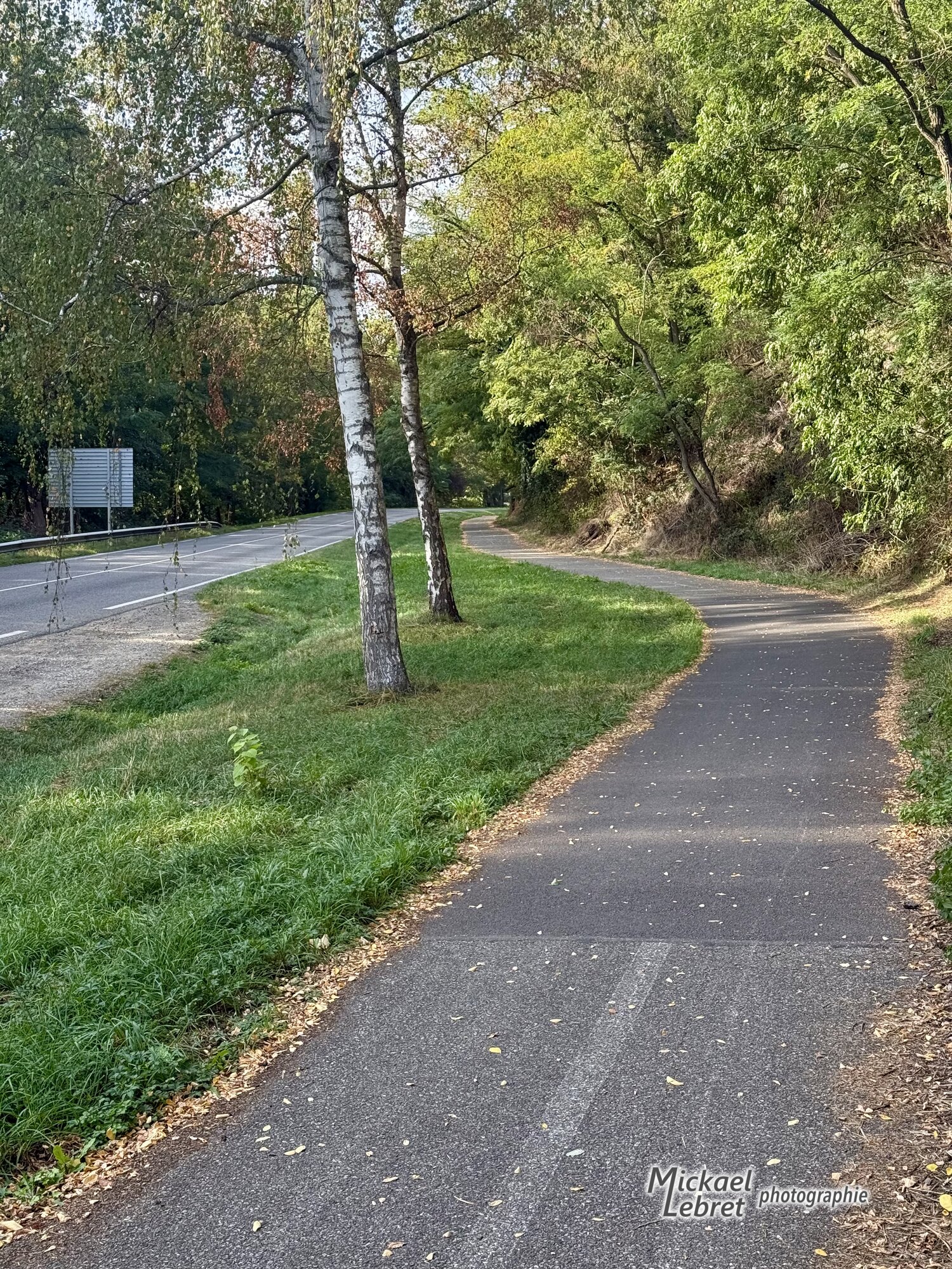 La piste cyclable sous les bouleaux