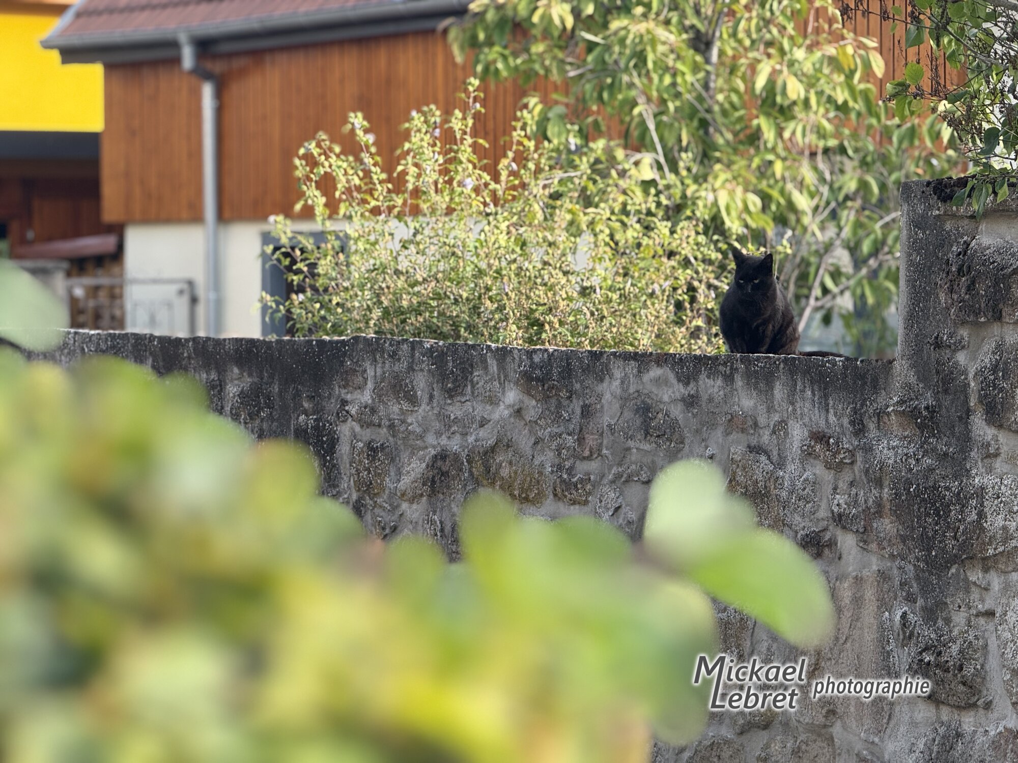 Un chat noir sur son mur, à Schweighouse