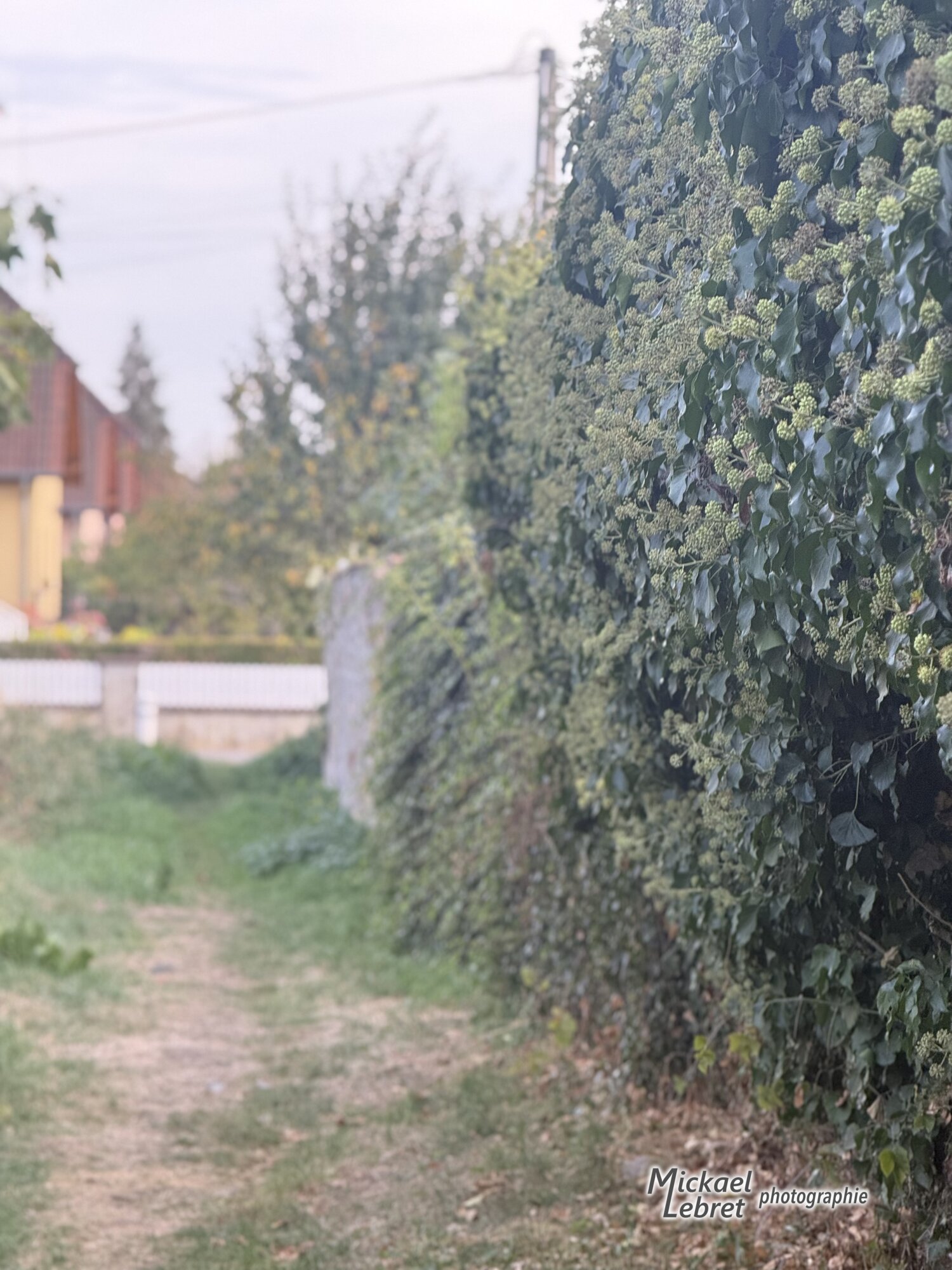 Le lierre en fleur le long du sentier