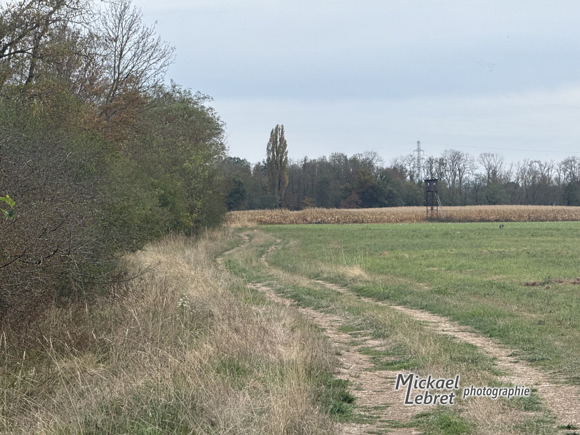 Un mirador de chasse au bord d'un champ