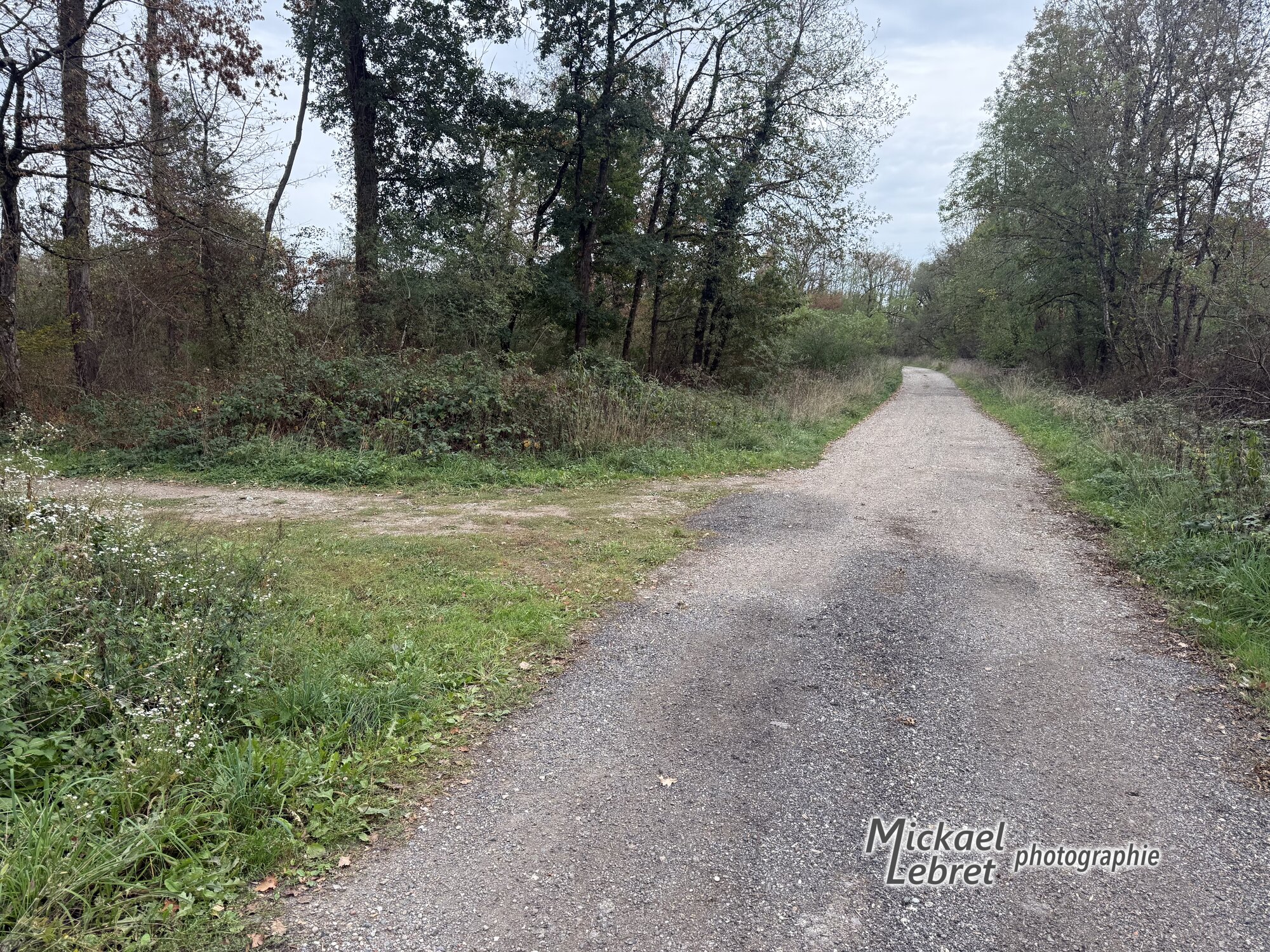 Un croisement de chemins en forêt