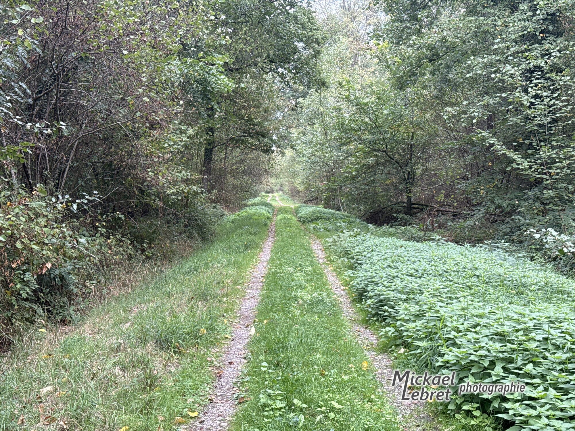 Le chemin forestier, large et herbeux