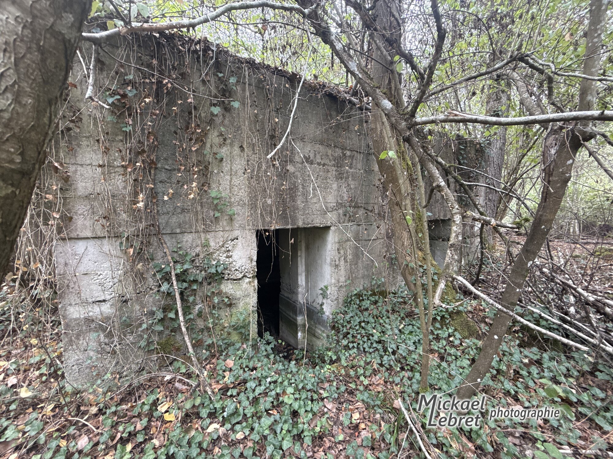 Un blockhaus envahi par le lierre, au bord du chemin
