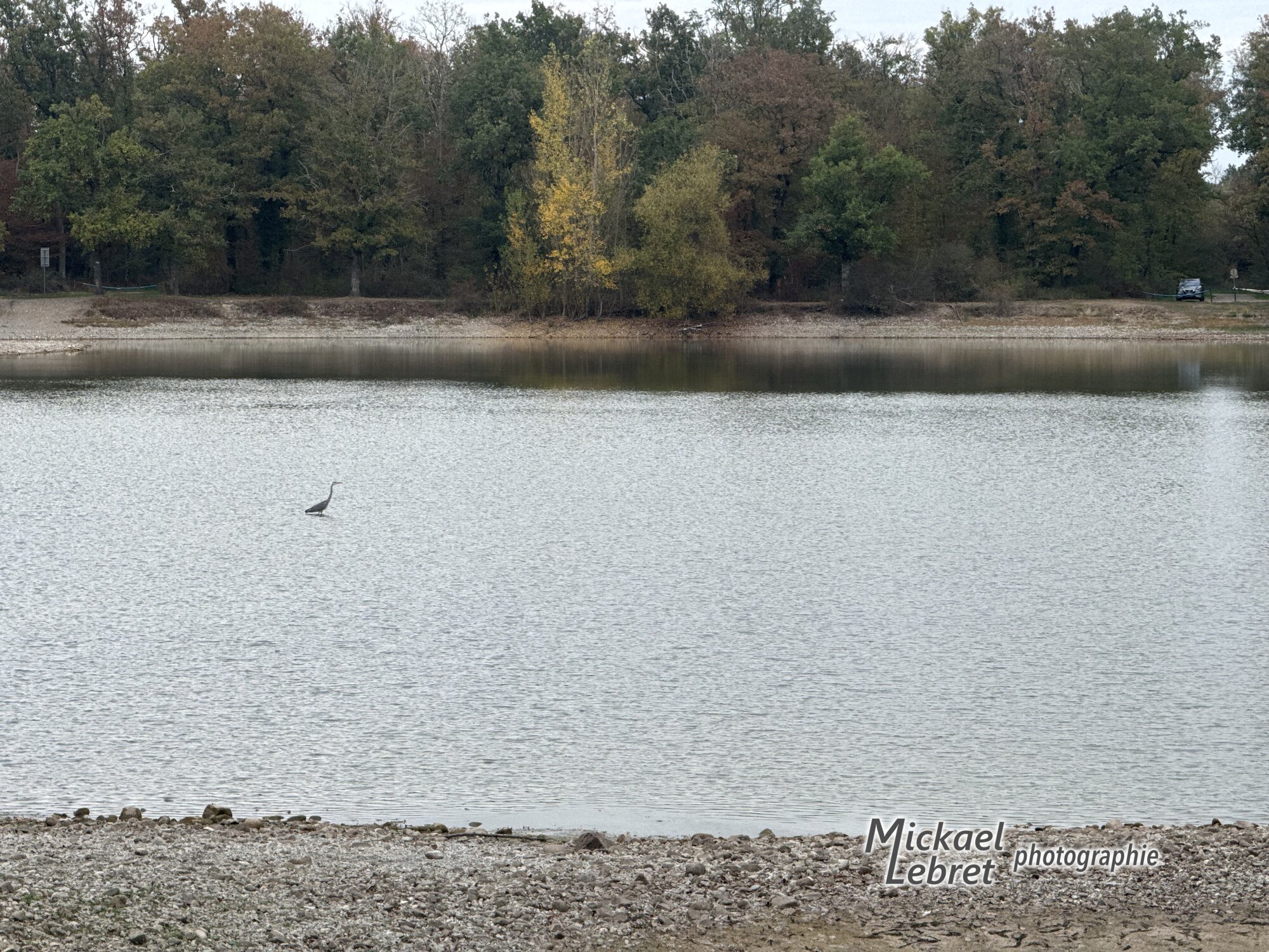 Un héron cendré dans l'eau basse du Plan d'eau de Cernay